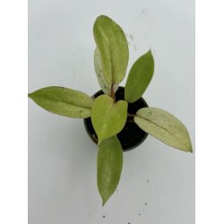 Philodendron Snowdrift 6cm