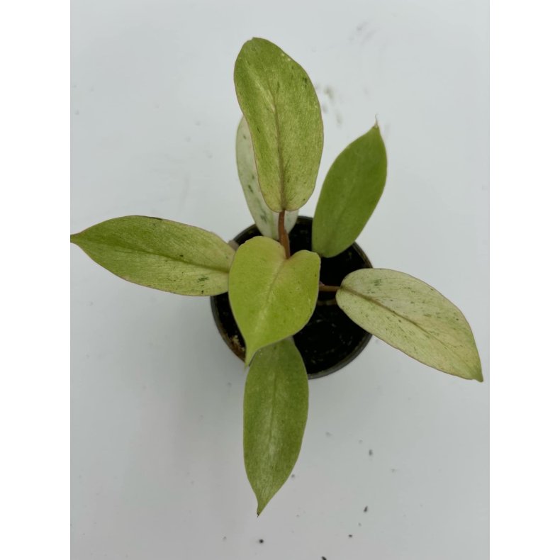 Philodendron Snowdrift 6cm