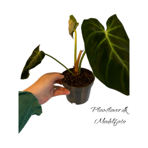 Philodendron Luxurians 12cm
