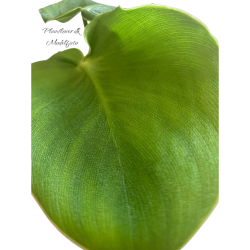 Philodendron Rugosum 12 cm