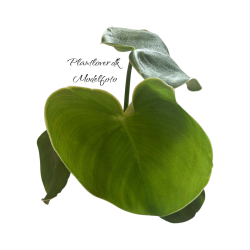 Philodendron Rugosum 12 cm