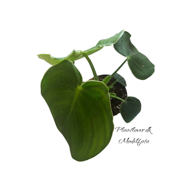 Philodendron Rugosum 12 cm
