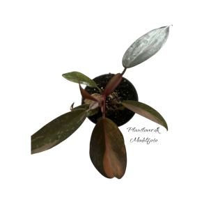 Philodendron Red Congo Variegata 6cm