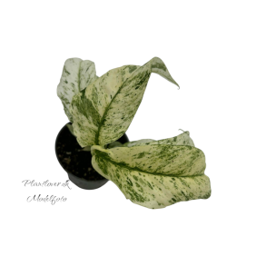 Rhaphidophora Puberula Variegata 12cm