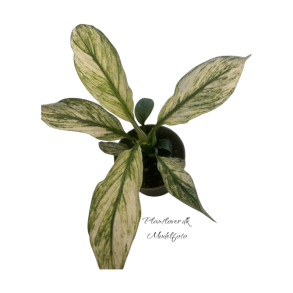 Spathiphyllum Sensation Variegata 6 cm