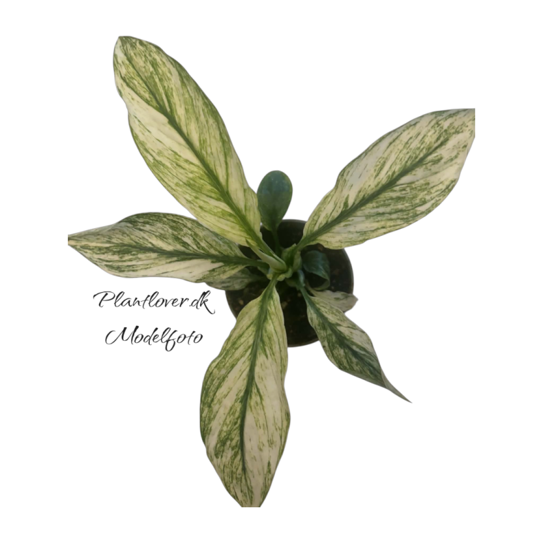 Spathiphyllum Sensation Variegata 6 cm