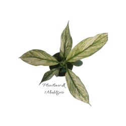 Spathiphyllum Sensation Variegata 6 cm