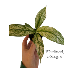 Spathiphyllum Sensation Varigated 6cm