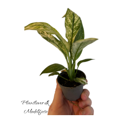 Spathiphyllum Sensation Varigated 6cm