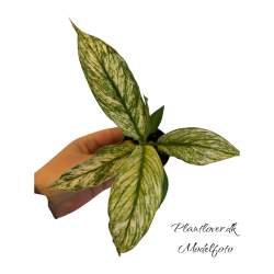 Spathiphyllum Sensation Varigated 6cm