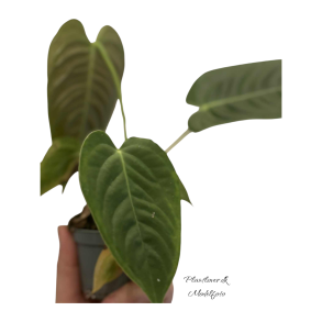 Anthurium Veitchii 6cm