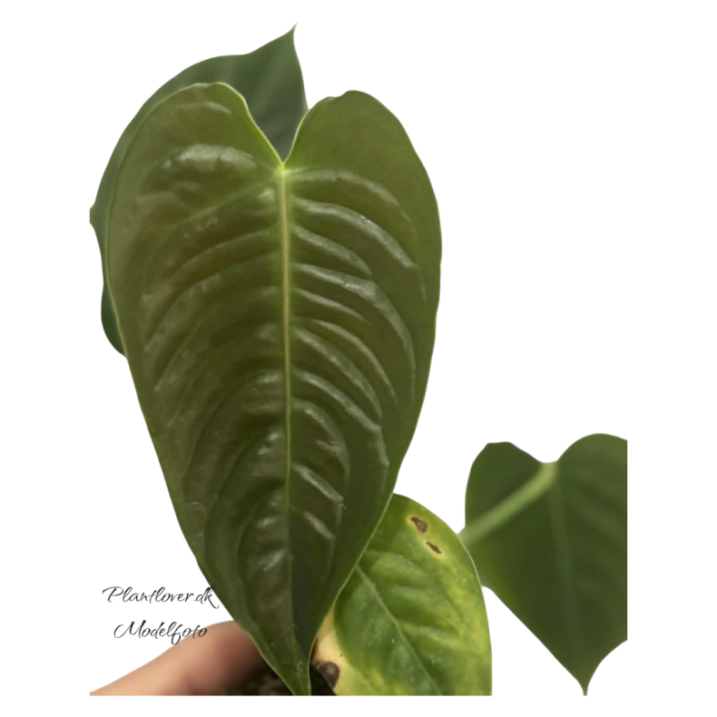 Anthurium Veitchii 6cm