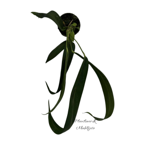 Anthurium Wendlingeri 6 cm