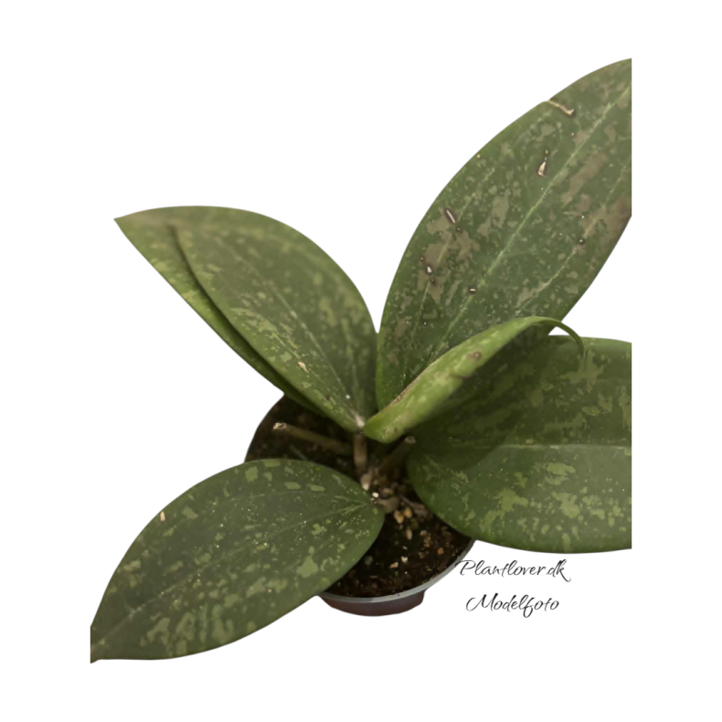 Hoya Wibergiae 6cm
