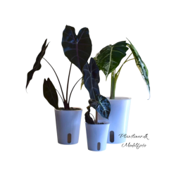 Selvvandende potte med klar indsats - Hvid