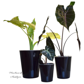 Selvvandende potte med klar indsats - Sort